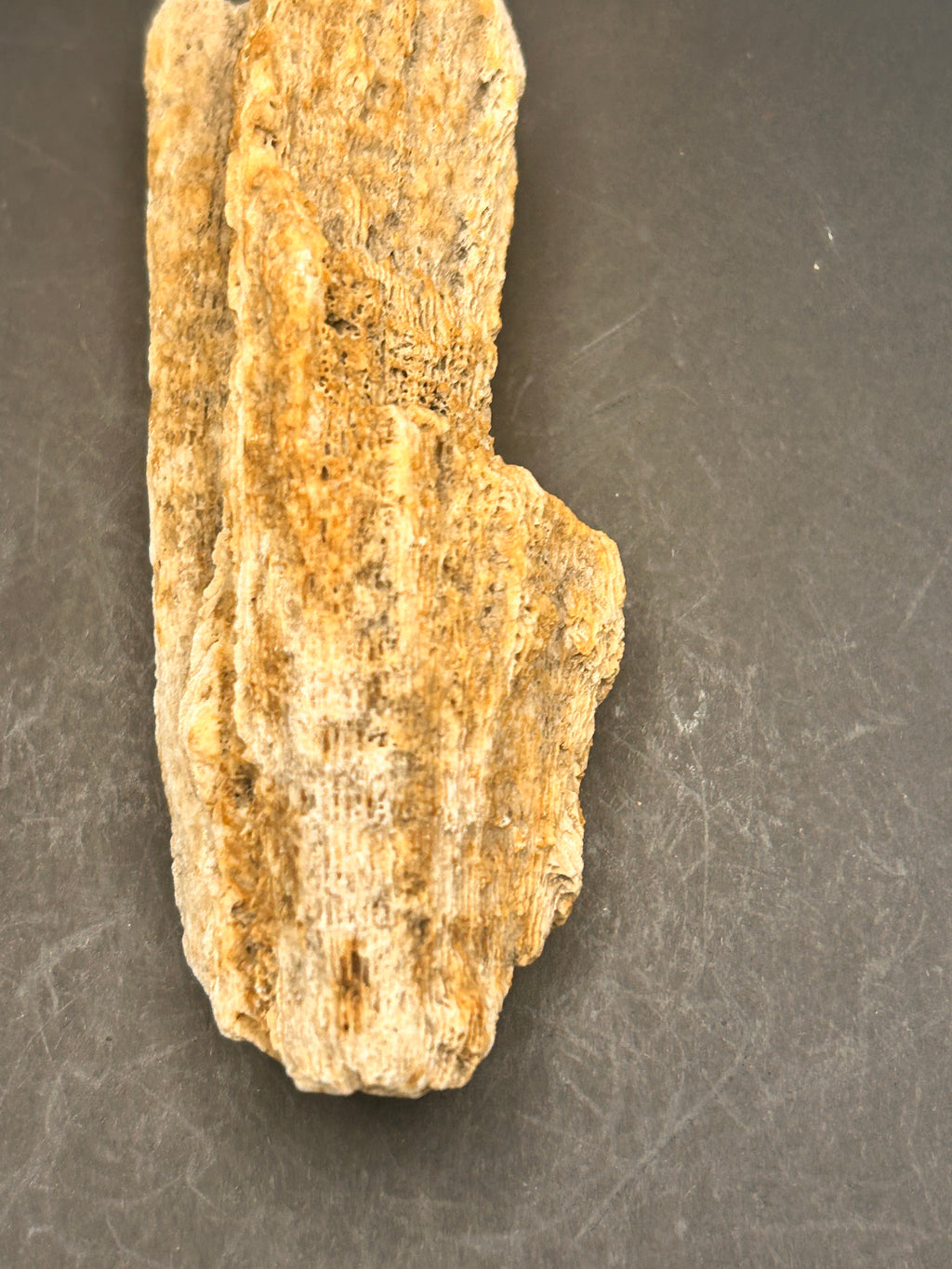 The Coral Spine of the Lumin Tides”  Fossilized Coral