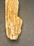The Coral Spine of the Lumin Tides”  Fossilized Coral