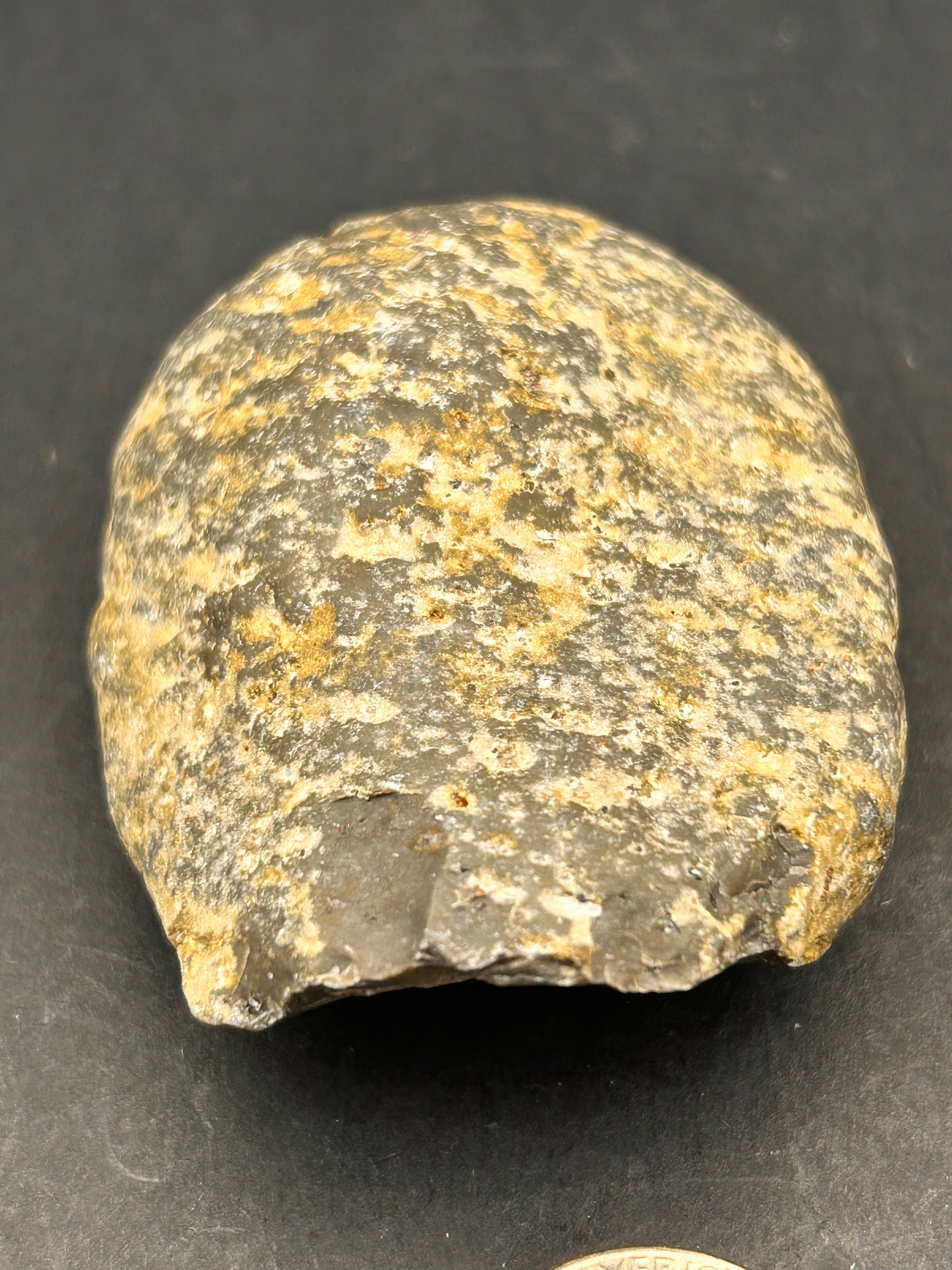 Petrified Portal Stone: “The Shrouded Memory Nodule” — 4.4 oz