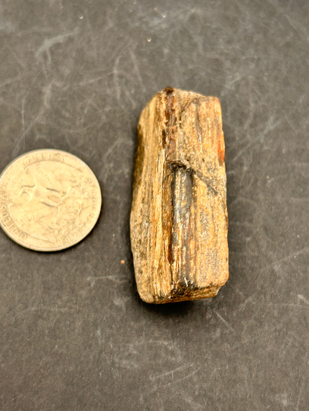 Petrified Wood Shard – 1.05 oz – Portal Collection