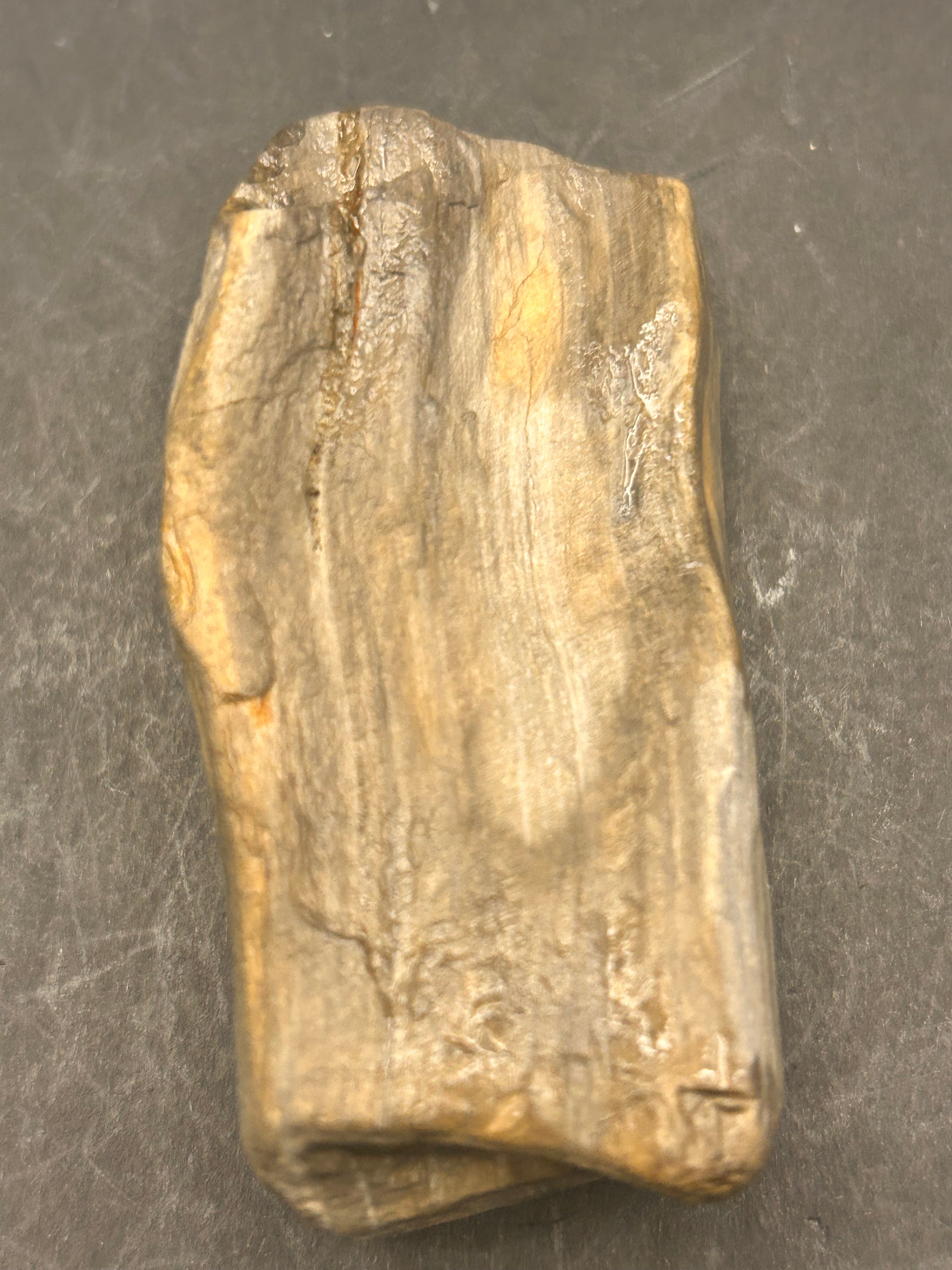 The Driftwood Echo is a 2.91-ounce exquisite piece of petrified wood
