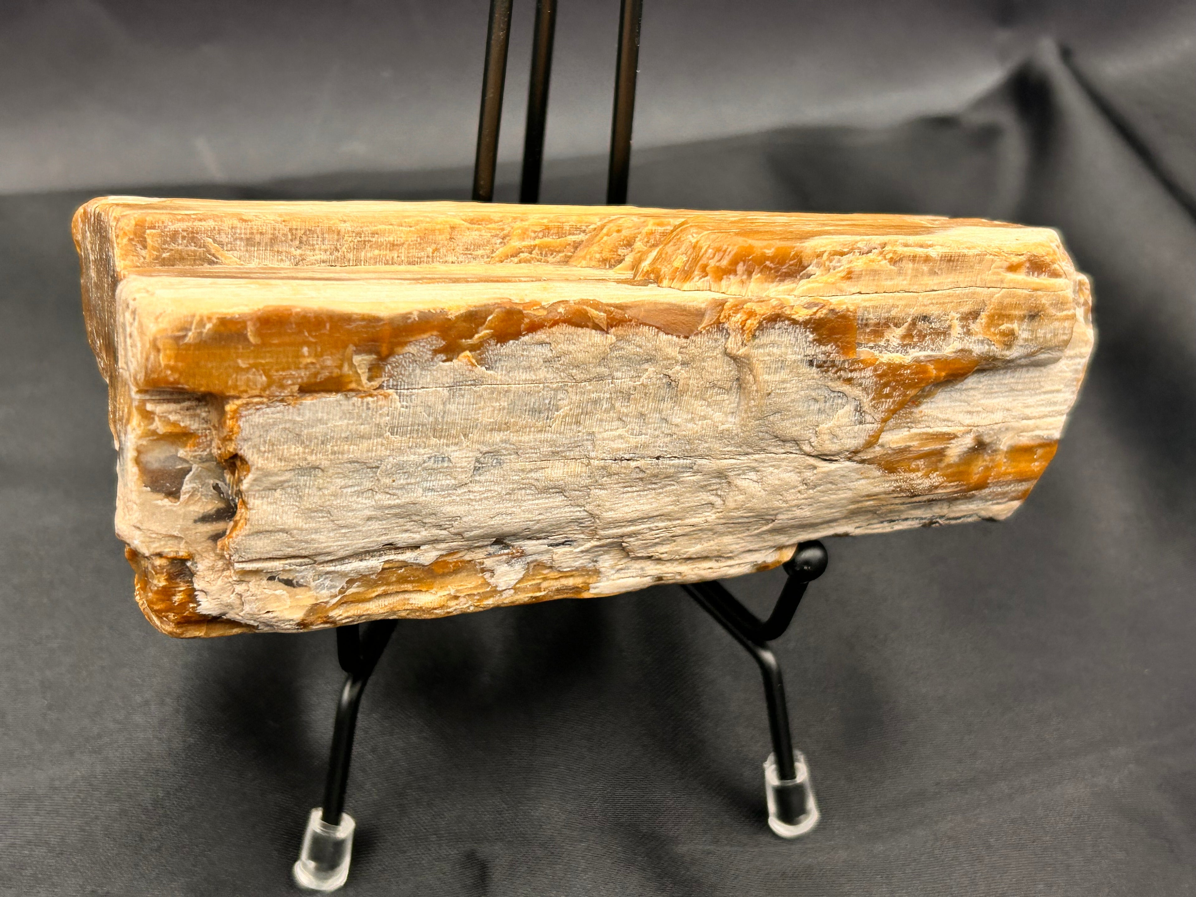 Petrified Wood – Ancient Earth’s Wisdom