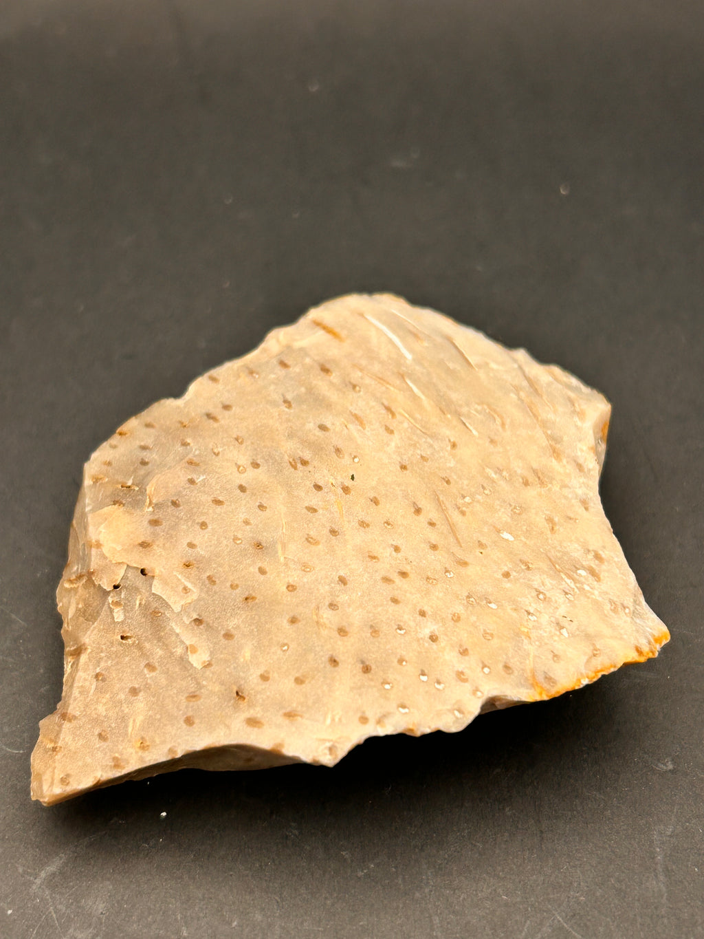 Fossilized Coral Plate