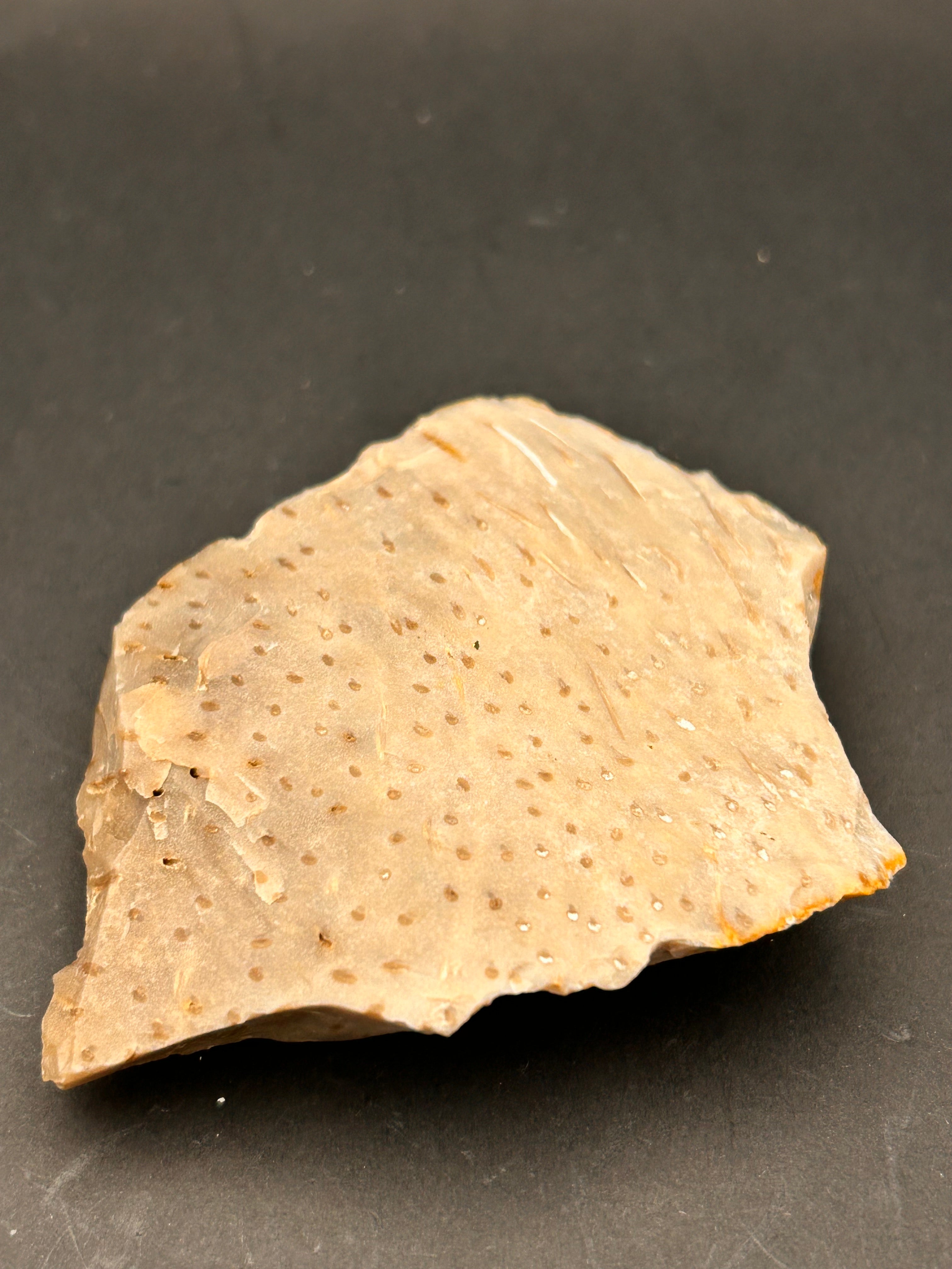 Fossilized Coral Plate