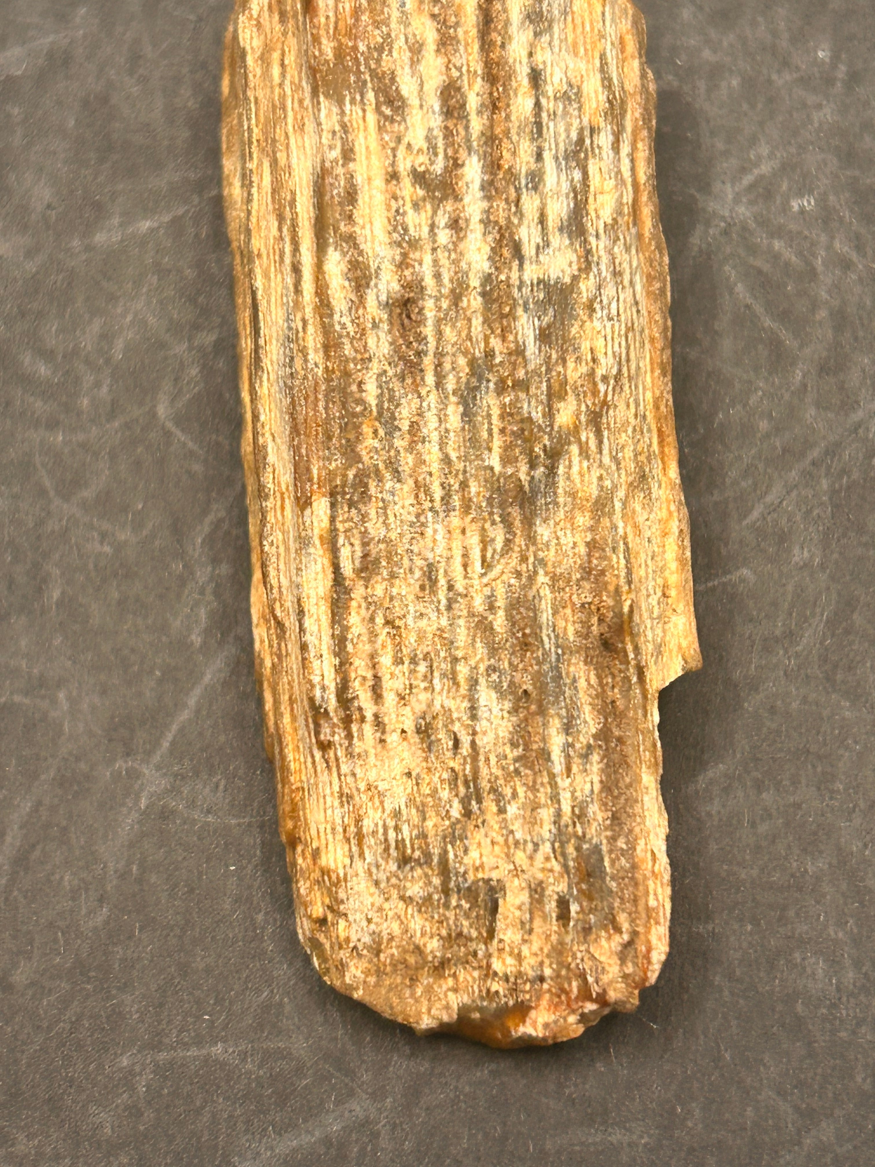 1.3-ounce petrified wood
