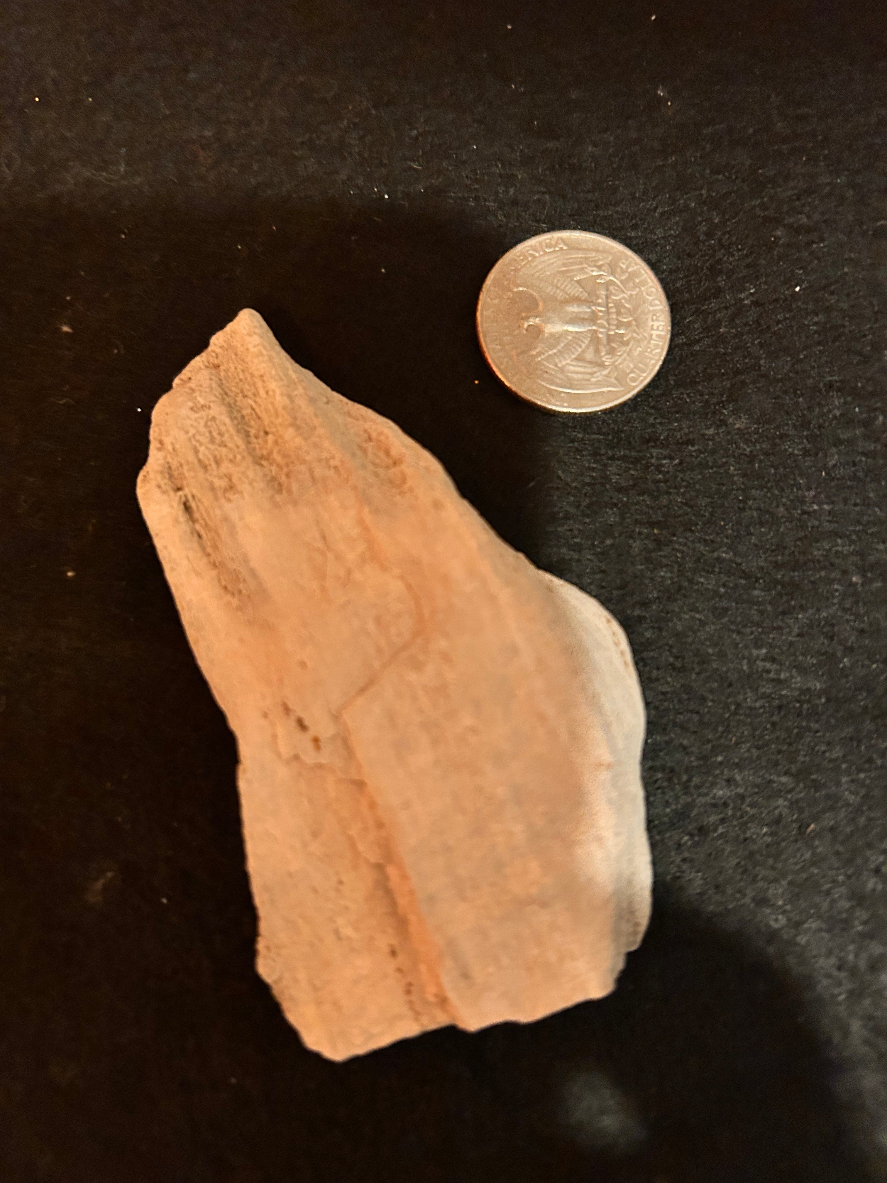 Whisperwood:  Petrified Wood