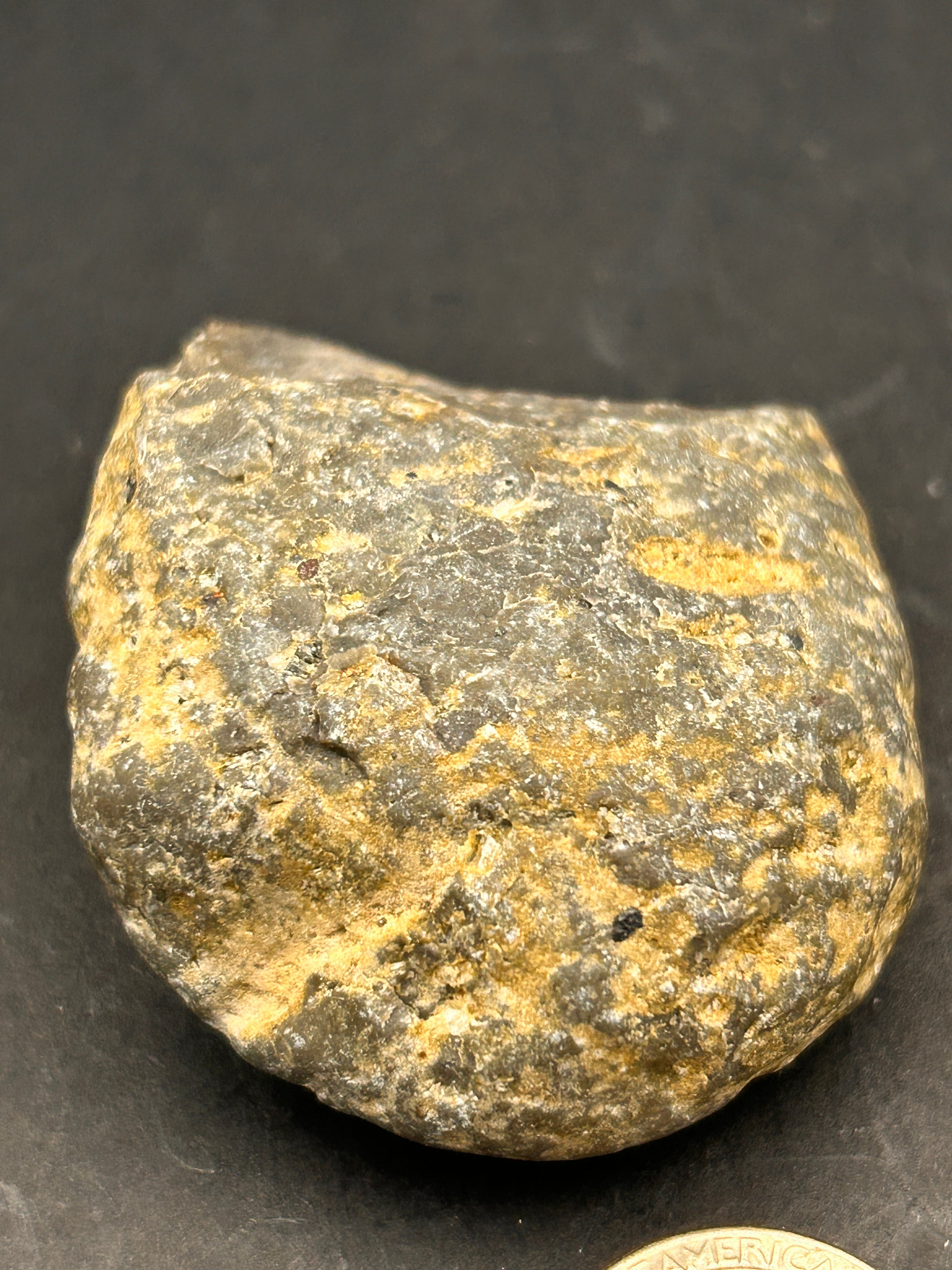 Petrified Portal Stone: “The Shrouded Memory Nodule” — 4.4 oz