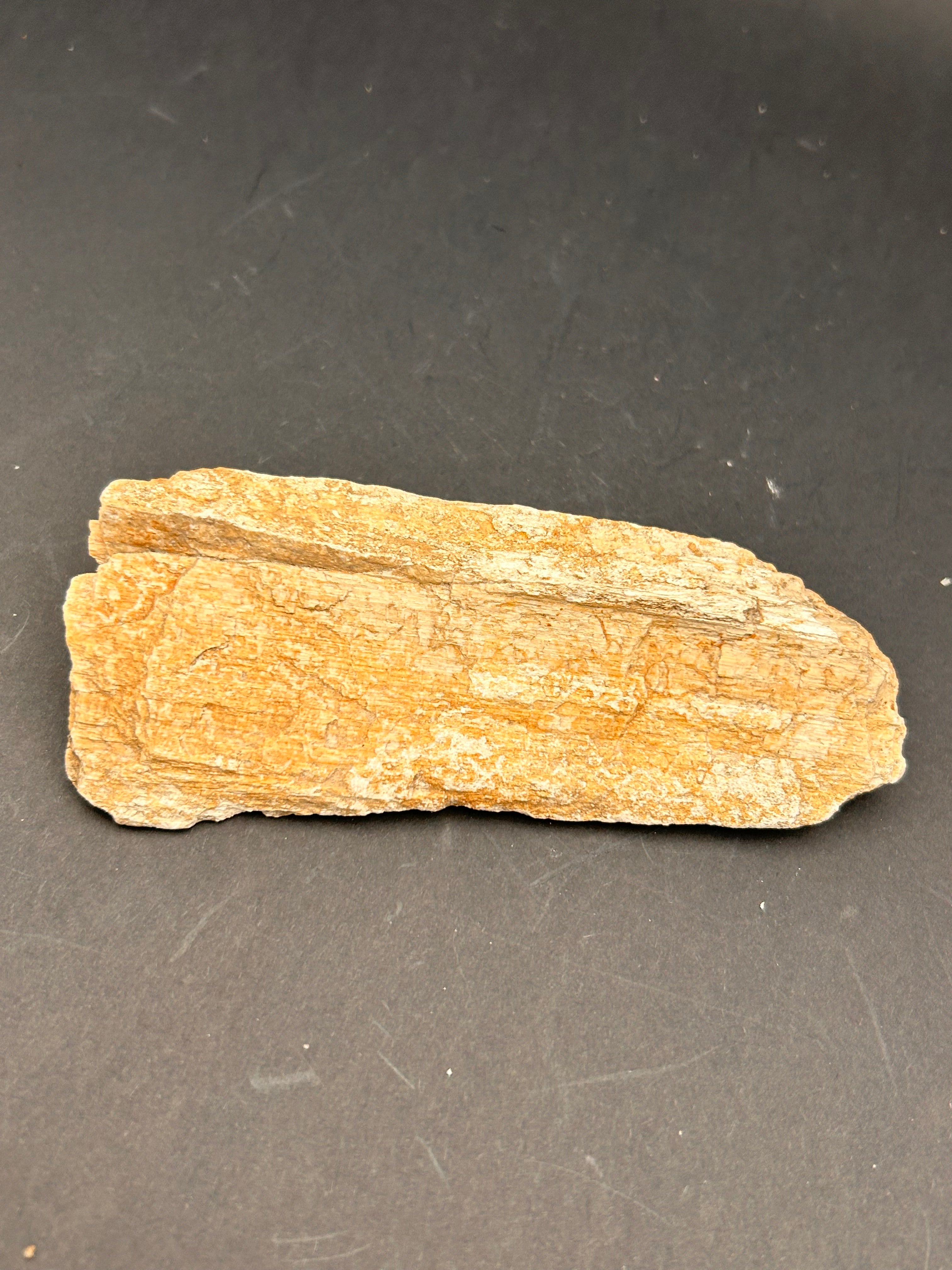 Petrified Whisperwood Sliver – Portal Collection – 3.31 oz