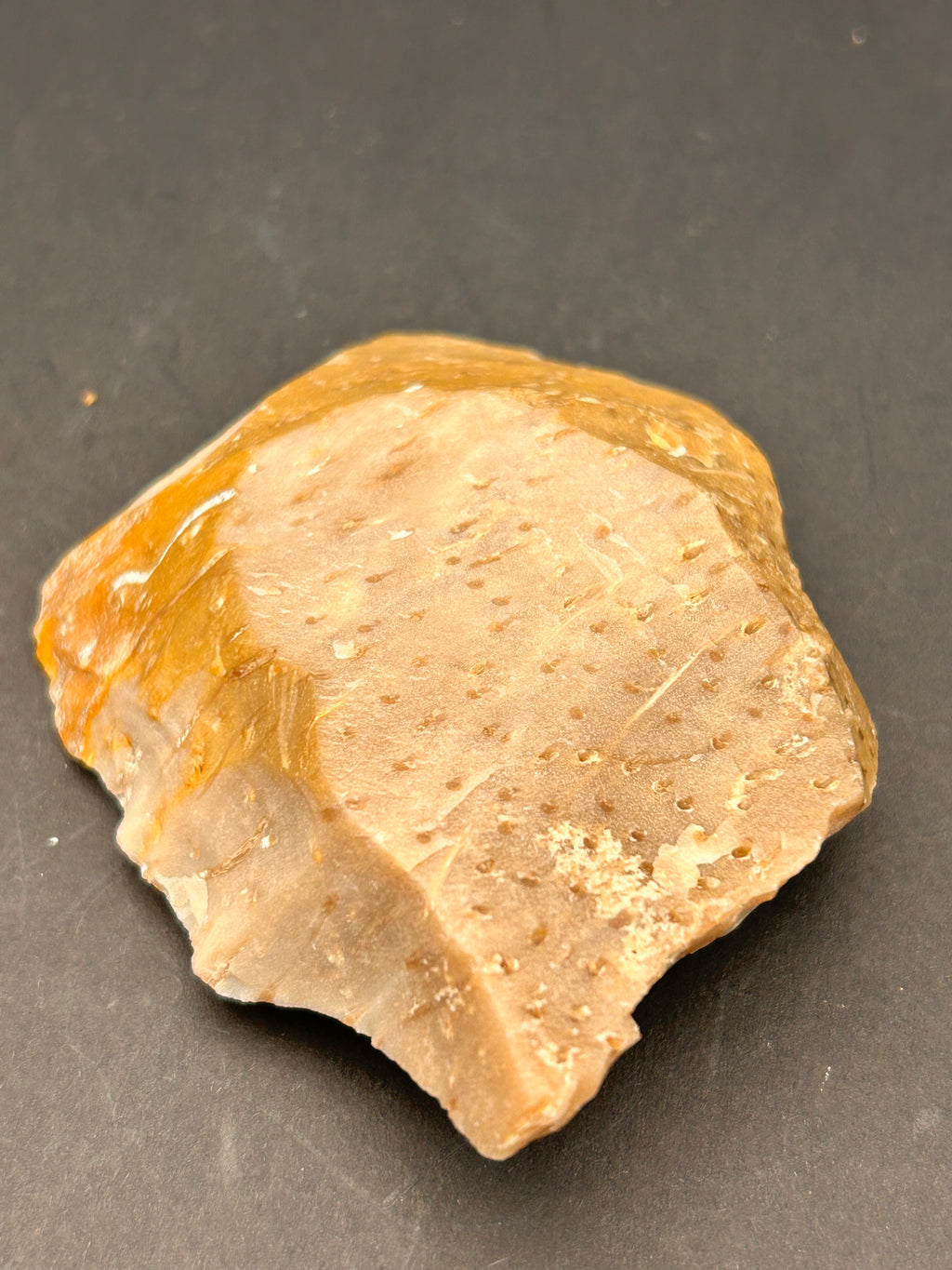 Fossilized Coral Plate