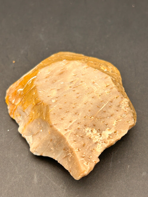 Fossilized Coral Plate