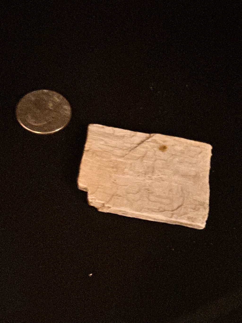 Whisperwood:  Petrified Wood