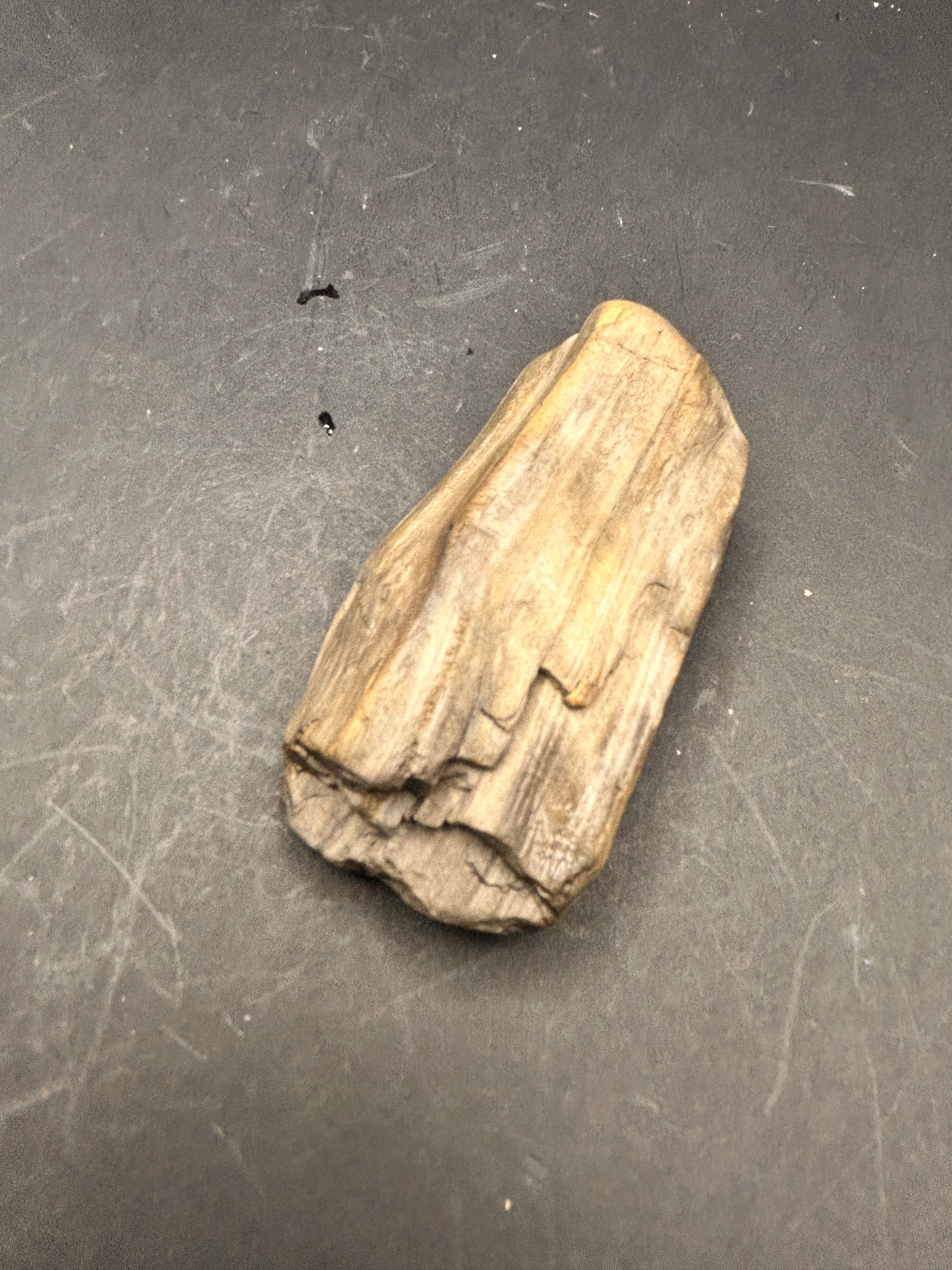 The Driftwood Echo is a 2.91-ounce exquisite piece of petrified wood
