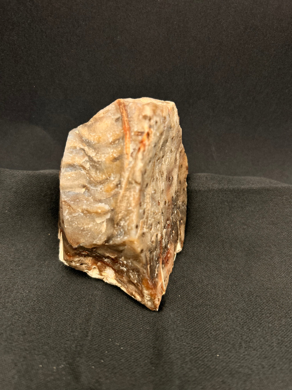 Marine Fossil Specimen
Weight: 6 oz