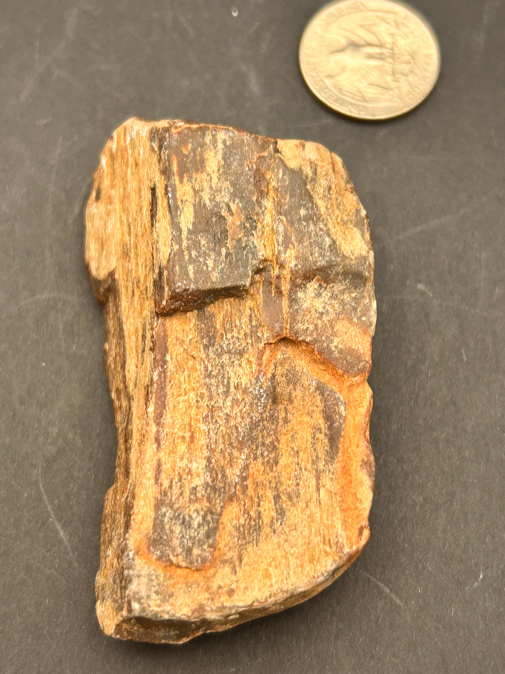 Petrified Wood – Dragonfly Portal Recovered | 4.32 oz