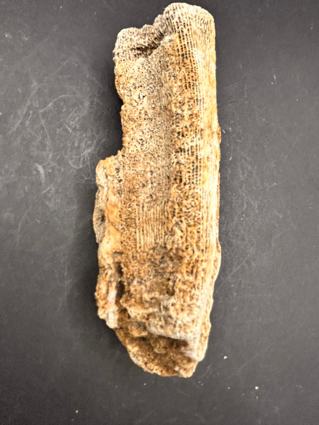 The Coral Spine of the Lumin Tides”  Fossilized Coral