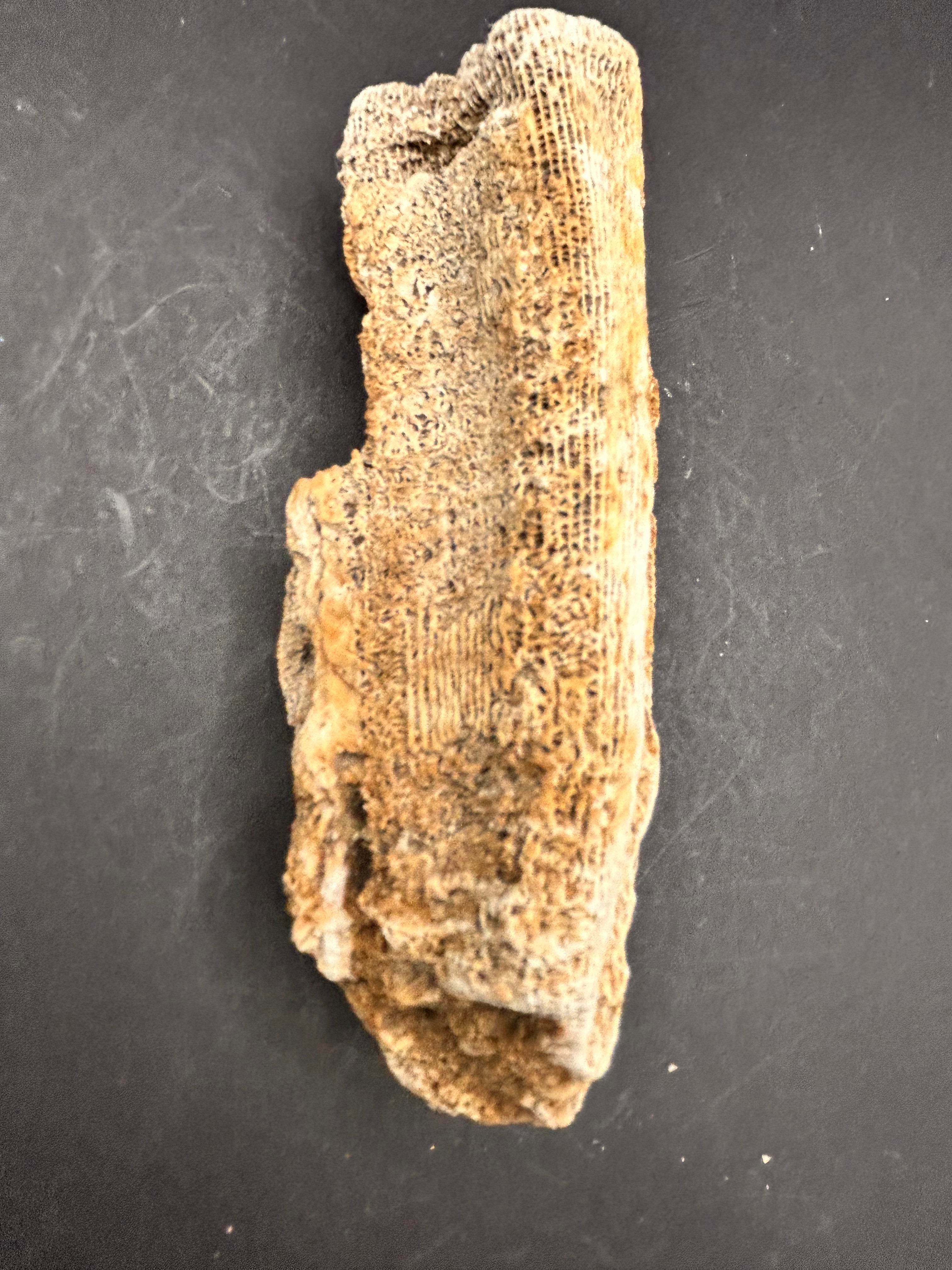 The Coral Spine of the Lumin Tides”  Fossilized Coral