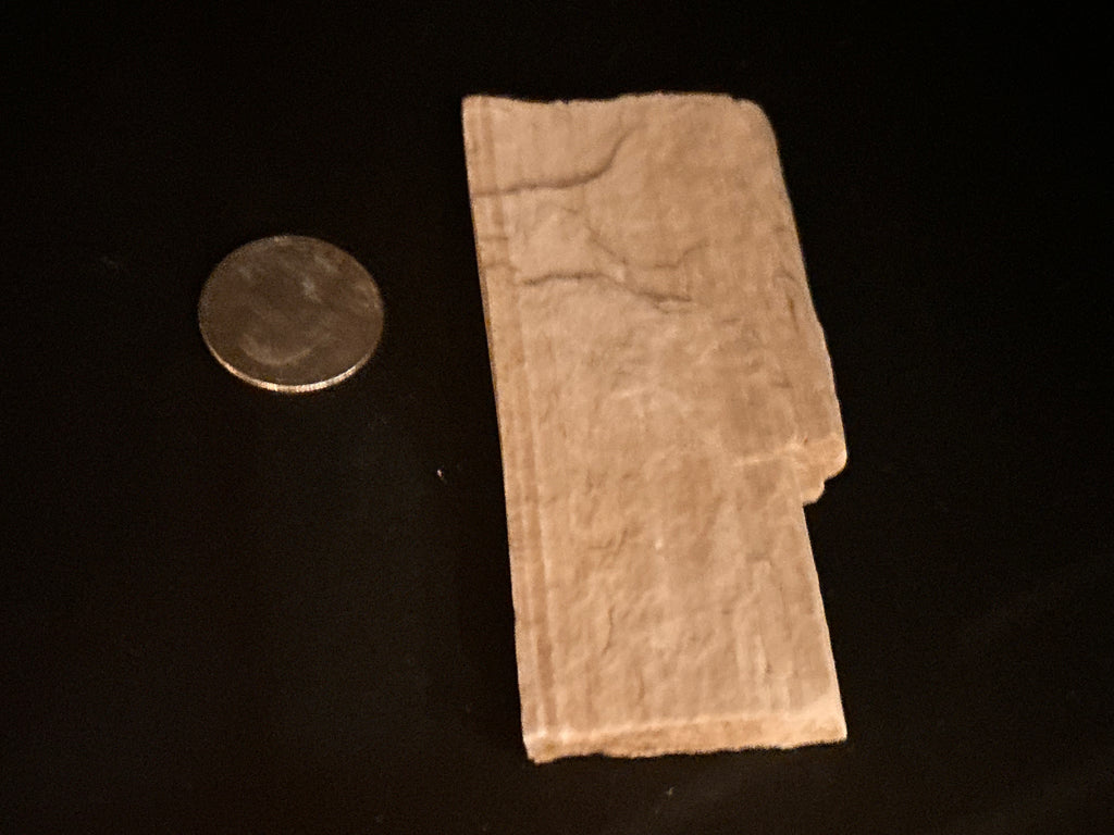 Whisperwood:  Petrified Wood