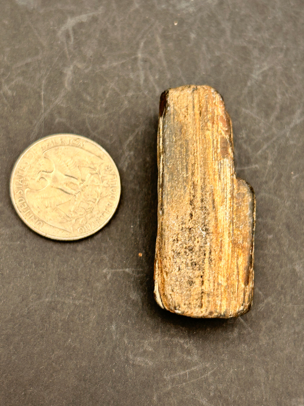 Petrified Wood Shard – 1.05 oz – Portal Collection