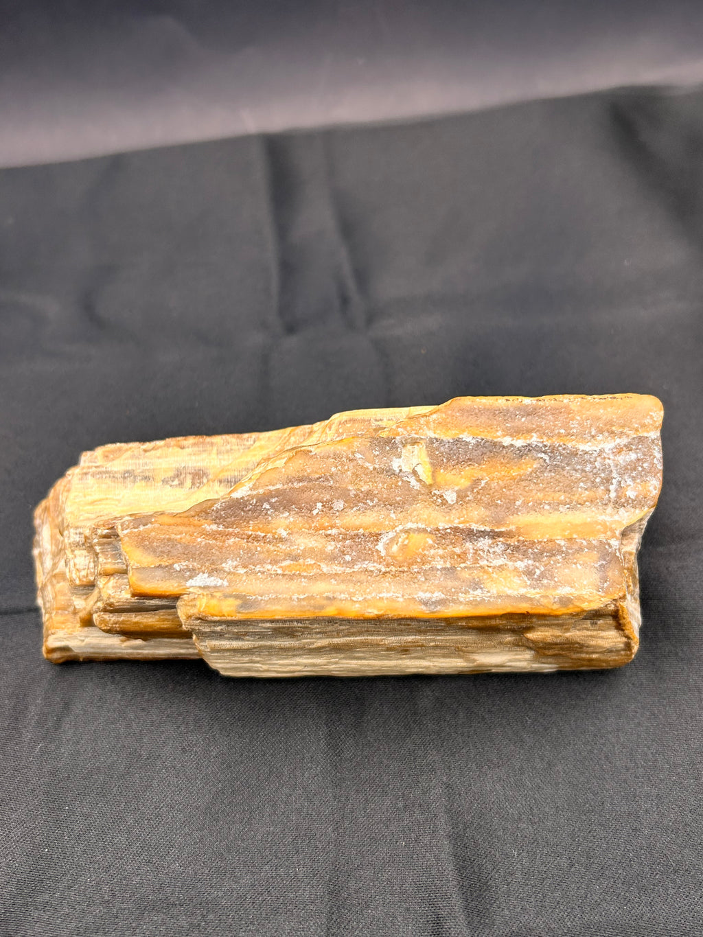 Petrified Wood – Ancient Earth’s Wisdom