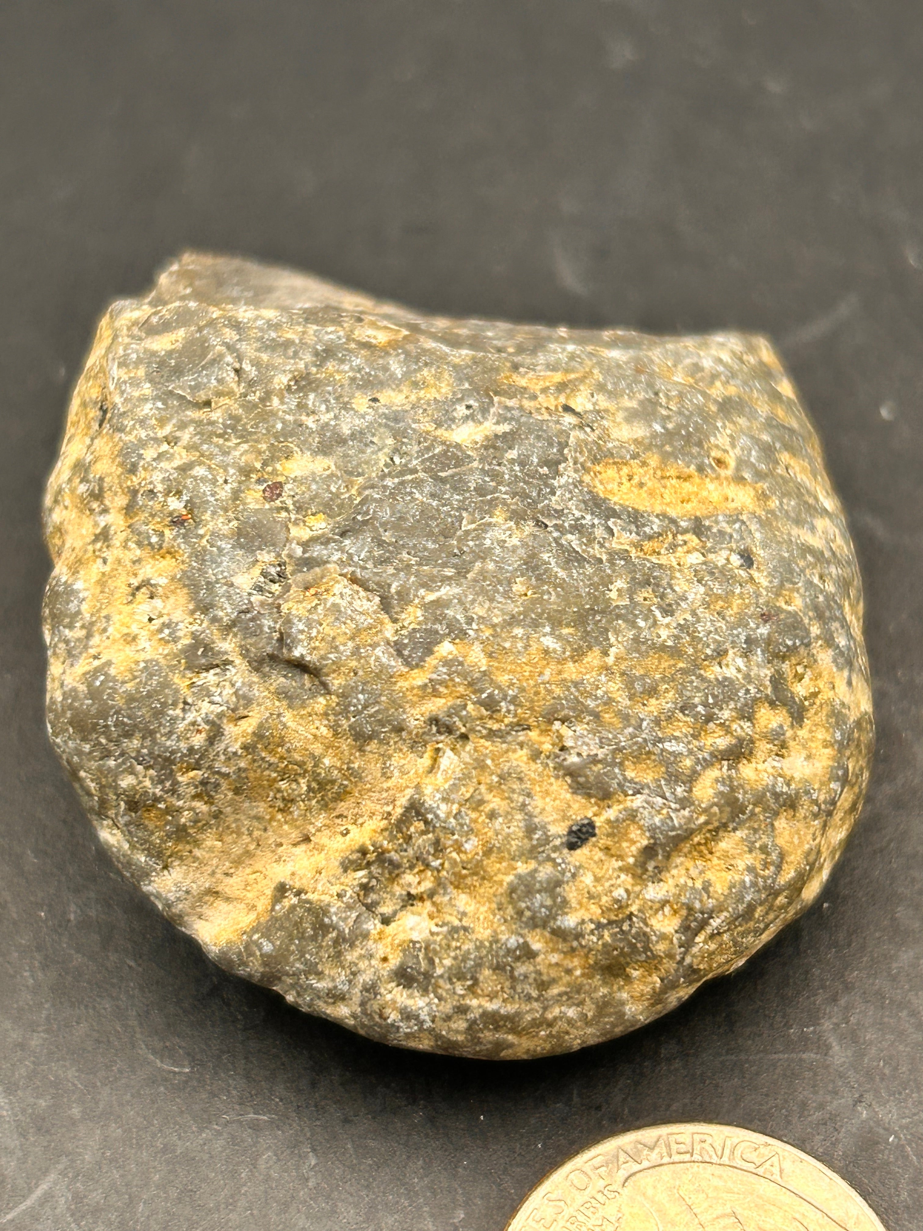 Petrified Portal Stone: “The Shrouded Memory Nodule” — 4.4 oz