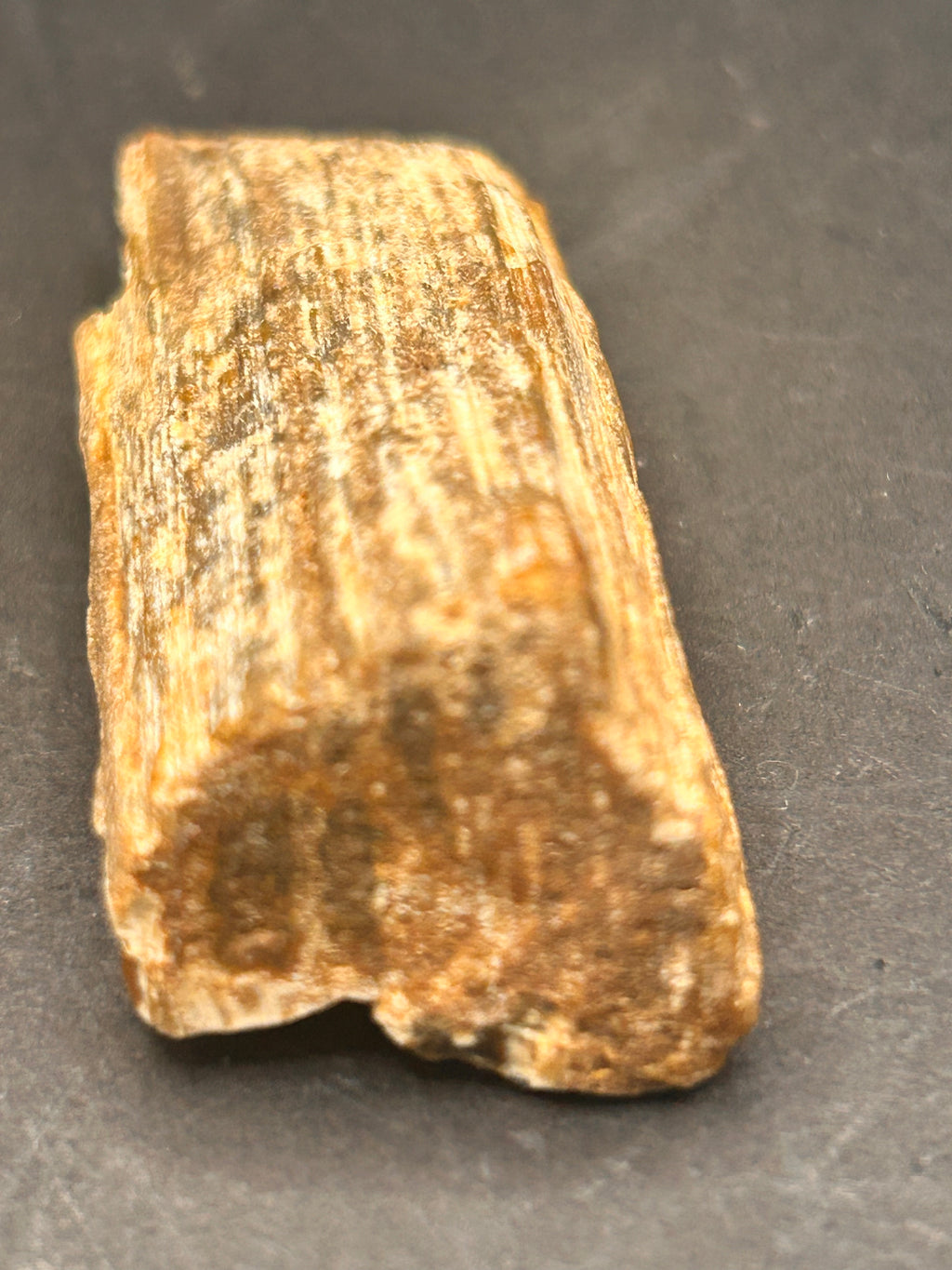 1.3-ounce petrified wood