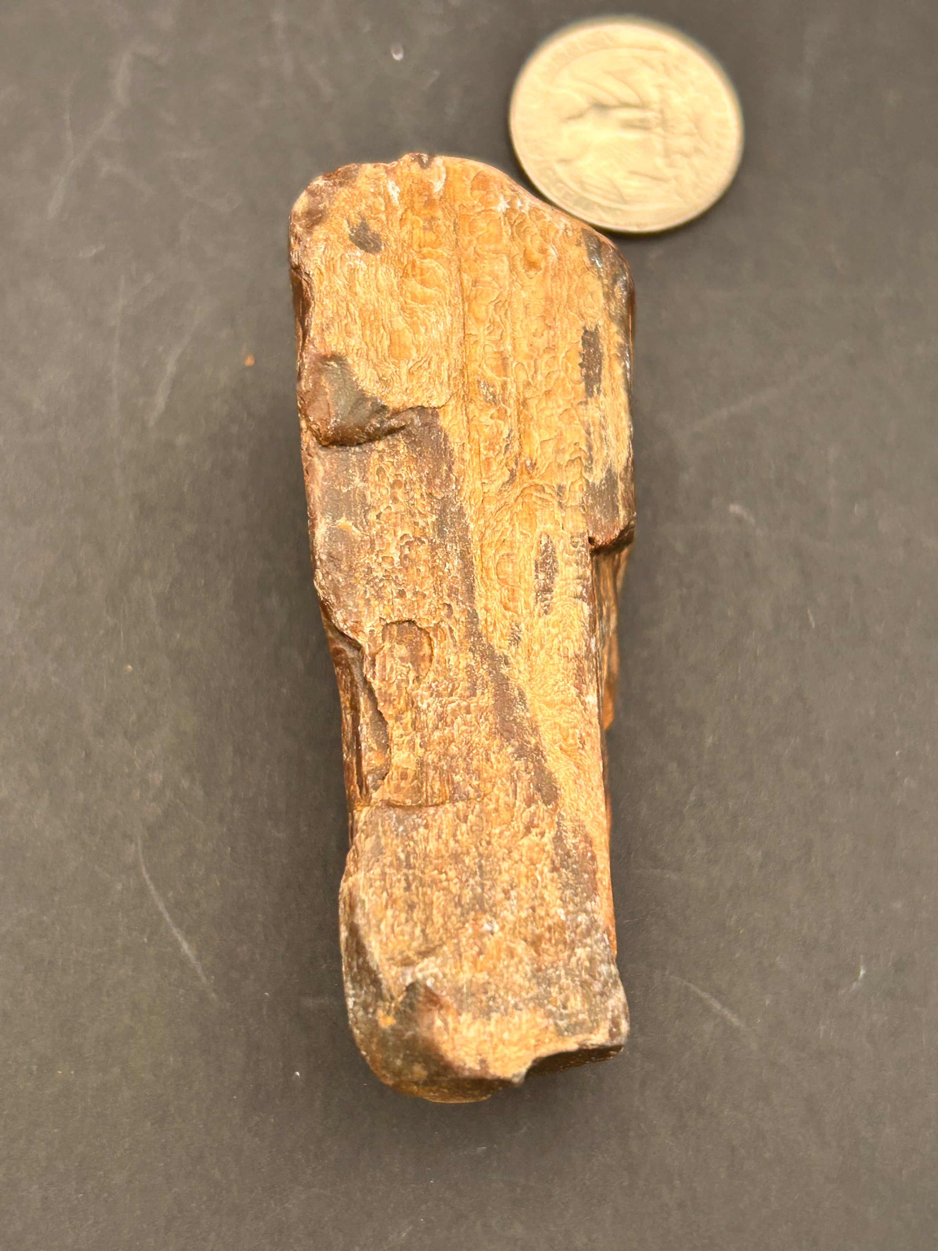 Petrified Wood – Dragonfly Portal Recovered | 4.32 oz