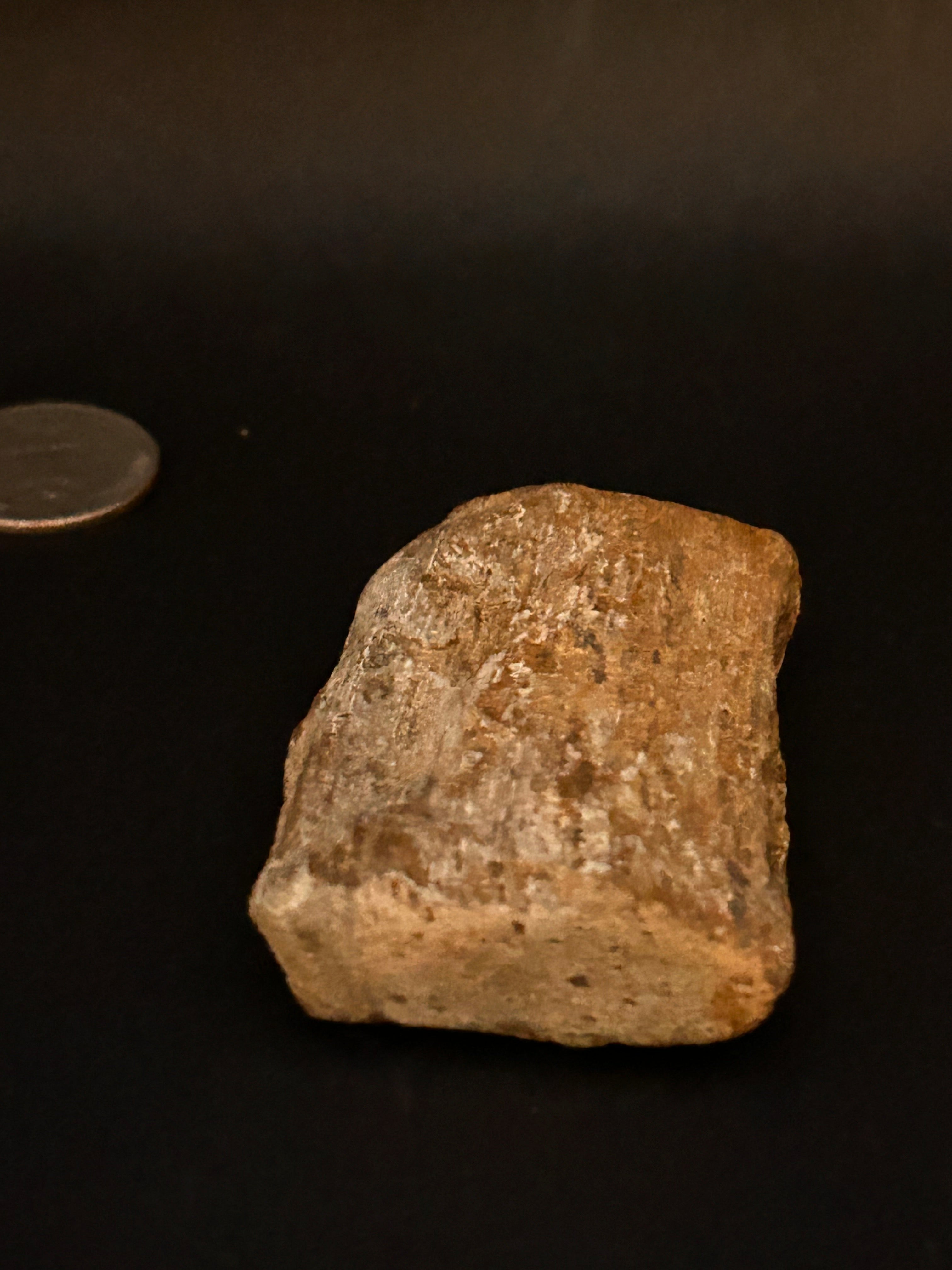 Petrified Fossil Wood Fragment (Mineralized Timber Core) 2.46 ounce