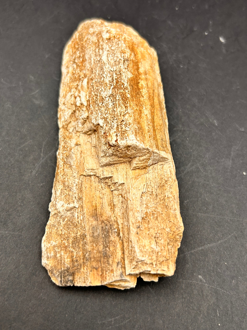 Petrified Whisperwood Sliver – Portal Collection – 3.31 oz