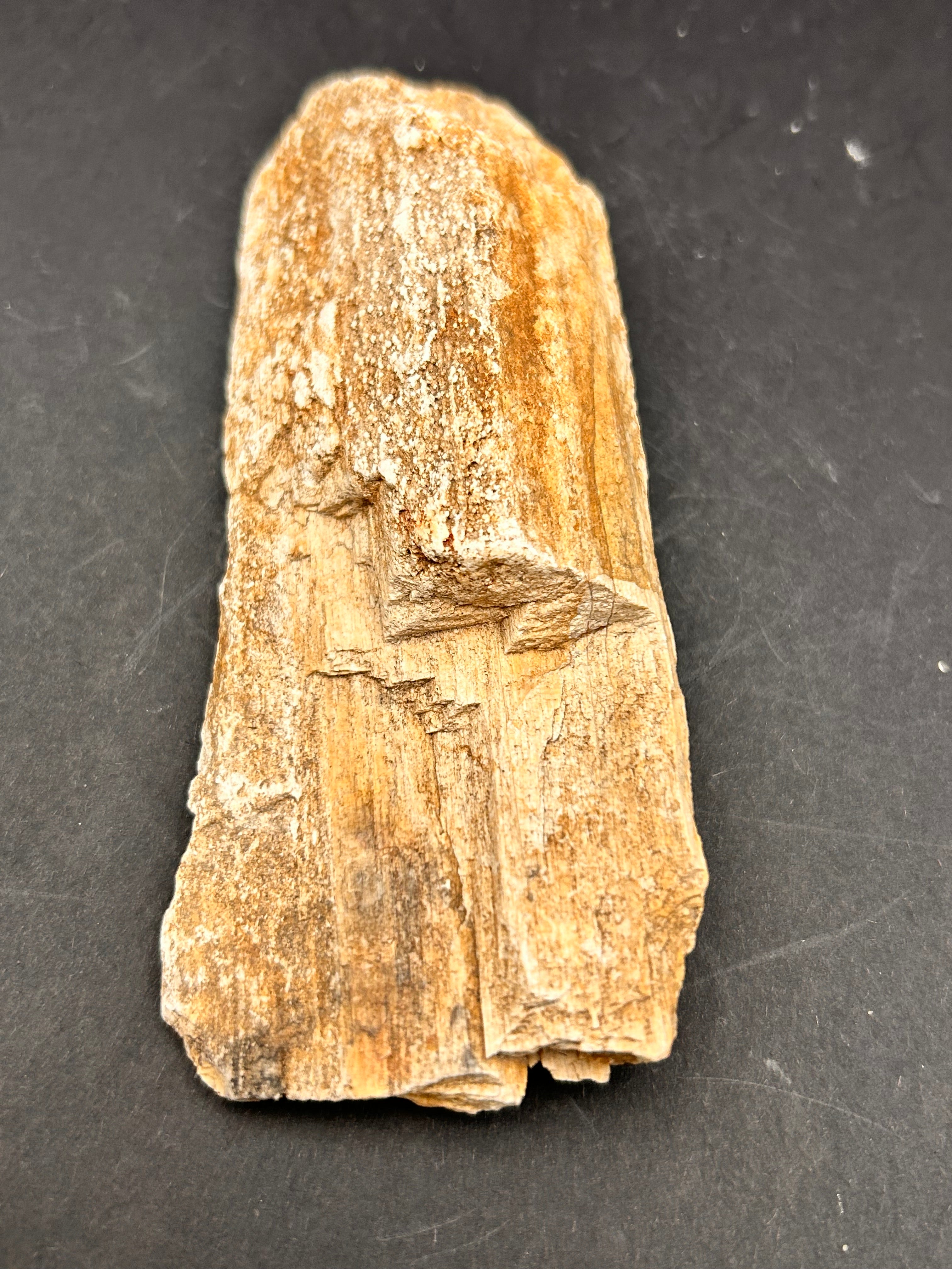 Petrified Whisperwood Sliver – Portal Collection – 3.31 oz