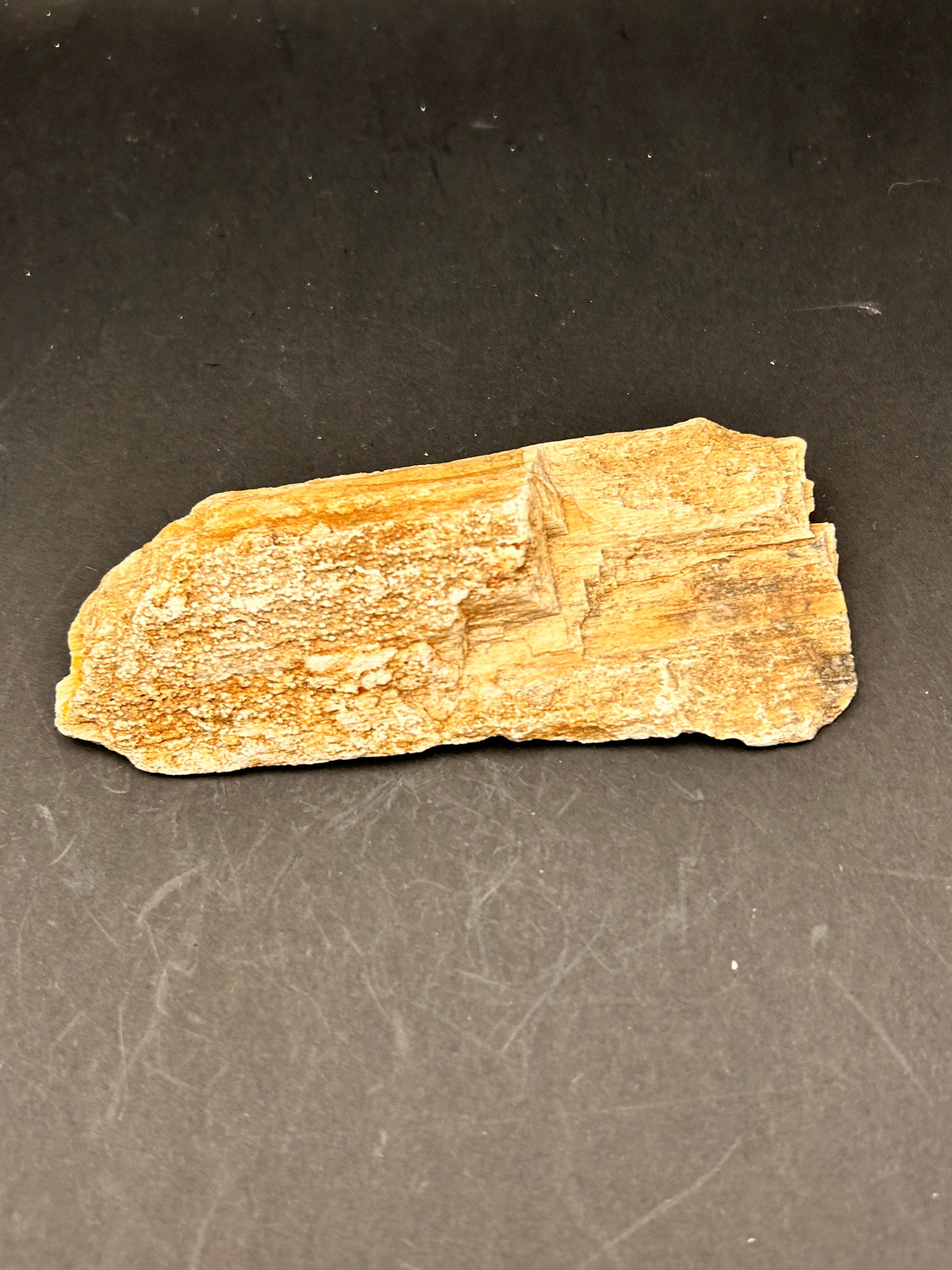 Petrified Whisperwood Sliver – Portal Collection – 3.31 oz