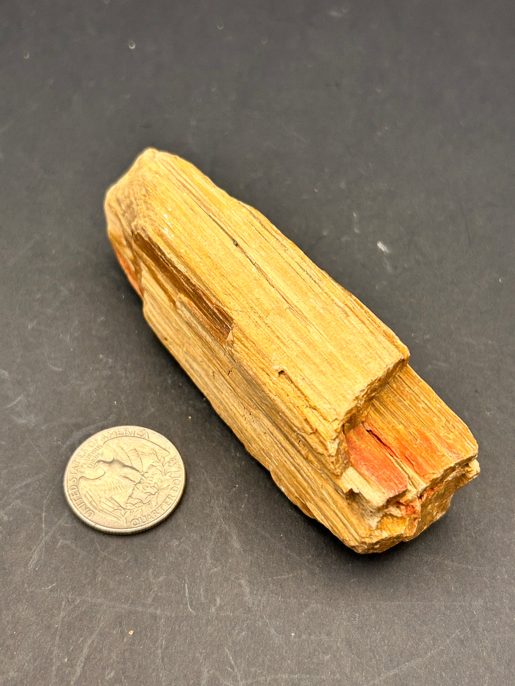 Jasperized Petrified Wood — 5.8 oz Portal Collection Specimen