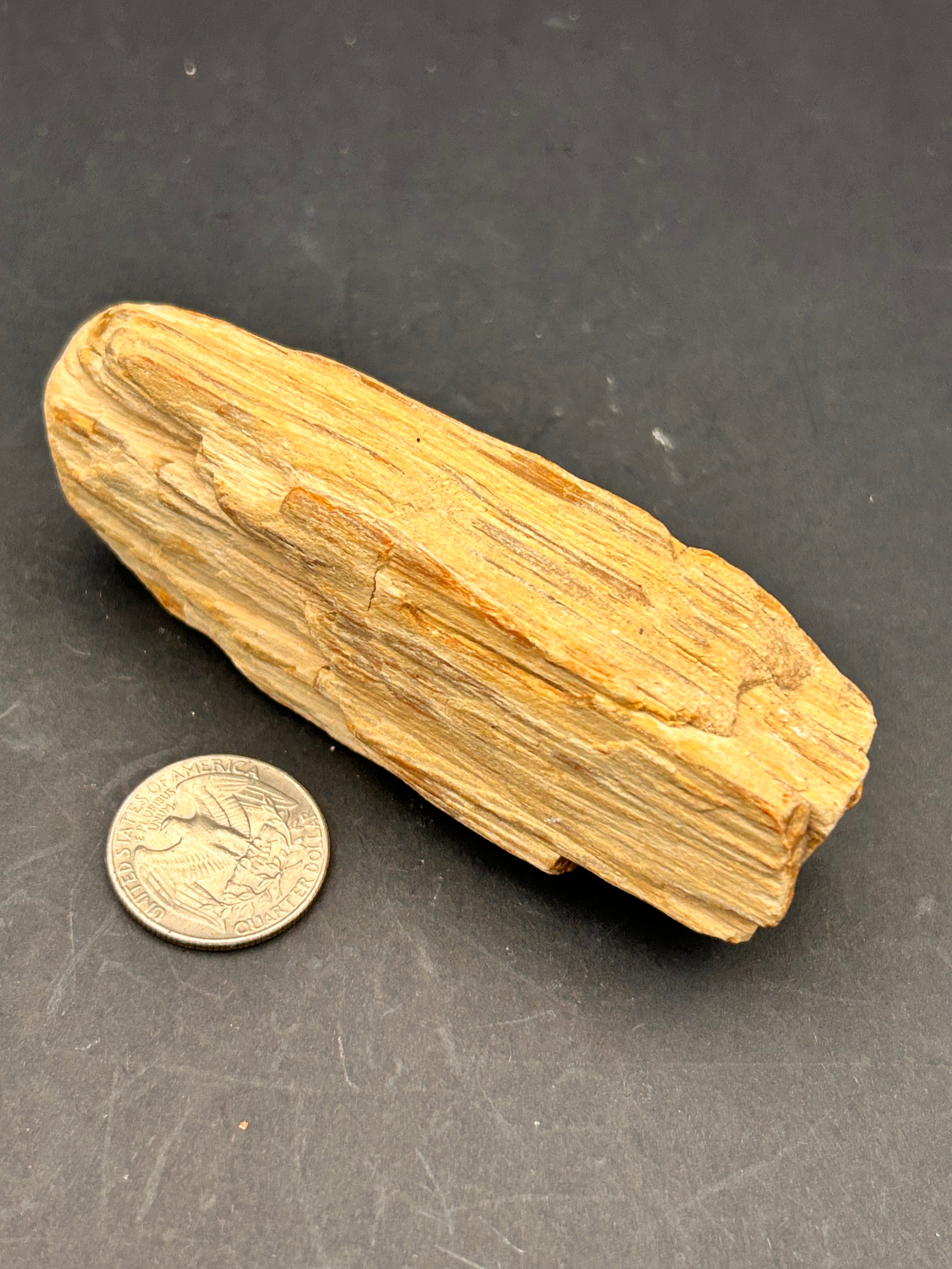 Jasperized Petrified Wood — 5.8 oz Portal Collection Specimen