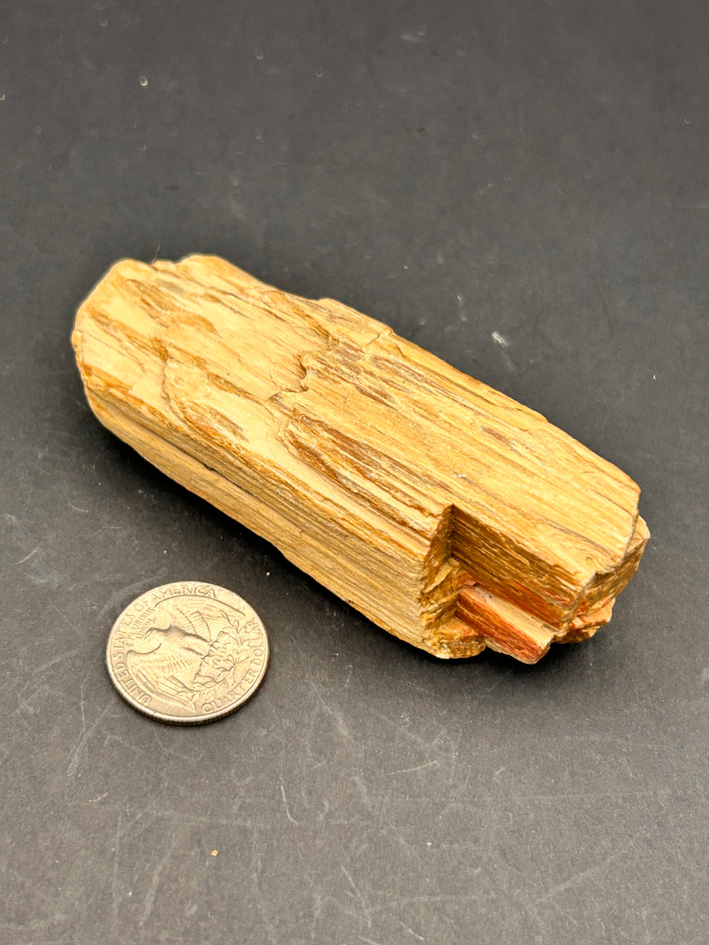 Jasperized Petrified Wood — 5.8 oz Portal Collection Specimen