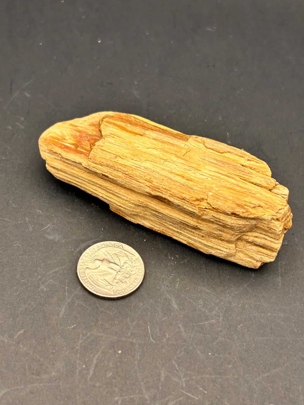 Jasperized Petrified Wood — 5.8 oz Portal Collection Specimen