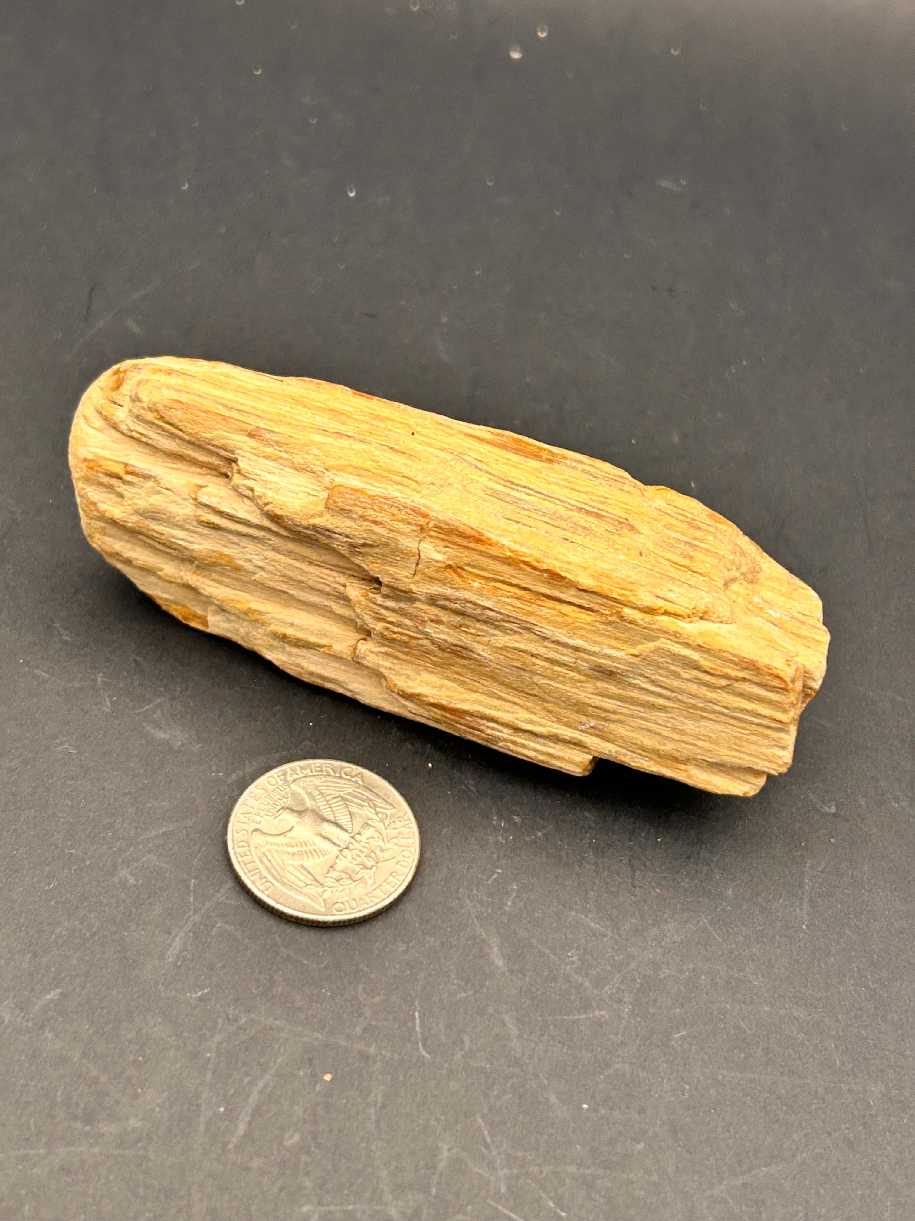 Jasperized Petrified Wood — 5.8 oz Portal Collection Specimen